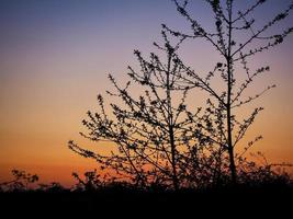 junge Bäume in der Silhouette bei Sonnenuntergang foto