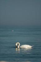 Weiß würdevoll Schwäne ruhen auf das Blau Ruhe Wasser von das baltisch Meer foto