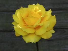 gelbe Rose gegen einen Holzzaun foto