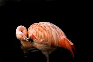 Rosa Flamingo auf schwarz foto