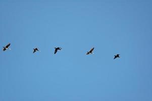 Vogel auf Himmel foto