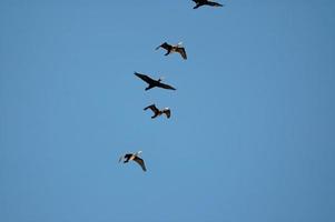 Vogel auf Himmel foto