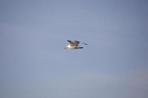 Vogel auf Himmel foto