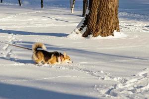 Hund Springen im das Schnee foto