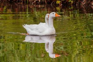 schön Paar von Gänse schwebend auf Wasser foto