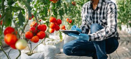 Die Landwirtschaft verwendet Tabletten zur Produktionskontrolle, um die Qualität von Gemüse und Tomaten im Gewächshaus zu überwachen. intelligenter landwirt, der eine technologie verwendet foto
