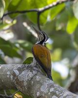 größer Flammenrückseite oder Chrysocolapten guttacristatus gesehen im langtong im Indien foto