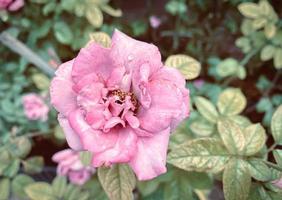 Rosa Rose Blume auf Garten, isoliert Rosa Rose Blume, Rosa Rose Blume zum Liebe Romantik, macht Sie Gefühl frisch, hell, und fühlt sich Gut. verwenden es zu machen Parfüm oder Schönheit Geschäft. oder ein Datum Über Liebe foto