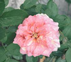 Rosa Rose Blume auf Garten, isoliert Rosa Rose Blume, Rosa Rose Blume zum Liebe Romantik, macht Sie Gefühl frisch, hell, und fühlt sich Gut. verwenden es zu machen Parfüm oder Schönheit Geschäft. oder ein Datum Über Liebe foto