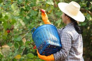 asiatisch Gärtner ist Arbeiten und Ernte Cashew Apfel Früchte im Garten. Konzept, Landwirtschaft Beruf, thailändisch Bauern wachsen Cashew Früchte wie wirtschaftlich und Export Pflanzen Waren foto