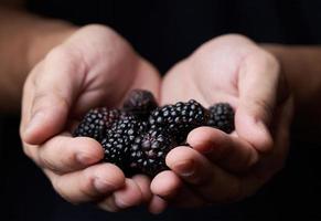 Mann Hände halten ein schwarz Beere im ein dunkel Hintergrund. Nahansicht Brombeere foto