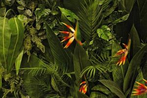 Grün Mauer von anders laubabwerfend Pflanzen im das Innere Dekoration. Natur Blatt Hintergrund. Öko freundlich Vertikale Garten. üppig Laub Komposition. organisch Ornament. Zuhause Urwald Dekor Konzept. foto