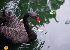 schwarz Schwan im das Teich foto