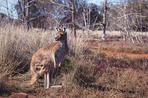 Känguru im das Wald foto