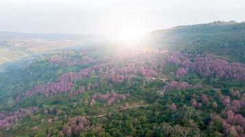 Rosa Sakura Blume oder wild Himalaya Kirsche auf Berg foto