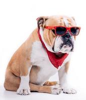 cool Englisch Bulldogge foto