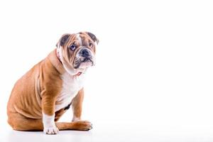 traurig Englisch Bulldogge foto