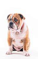 Englisch Bulldogge Porträt auf Weiß foto