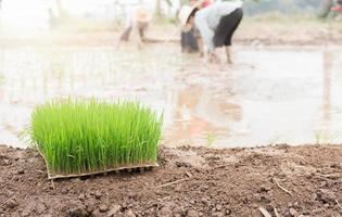 Sämlinge Reis zum Umpflanzen Paddy Feld foto