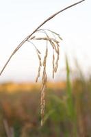 Paddy Reis ,wachsend Reis auf Natur Hintergrund foto