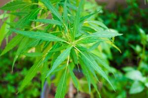 Grün Cannabis Blätter kommerziell Cannabis Sorte Plantage im das Berge foto