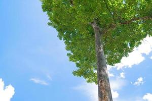 Grün Blätter und groß Baum auf Blau Himmel Hintergrund foto