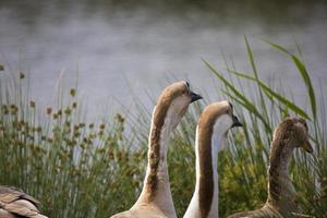 Porträt von ein Gans auf das Wasser Kante foto