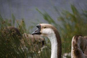 Porträt von ein Gans auf das Wasser Kante foto