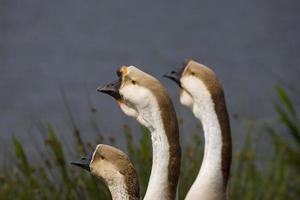 Porträt von ein Gans auf das Wasser Kante foto