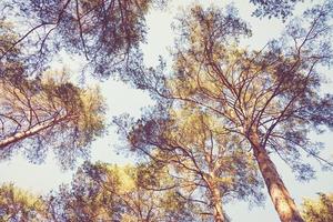 suchen oben beim Kiefer Bäume im das Himmel, Sommer- Wald Hintergrund foto