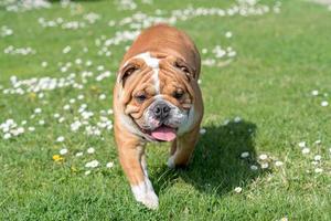 englische Bulldogge läuft foto