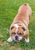 Englisch Bulldogge posieren foto