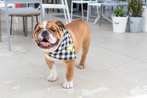 Englisch Bulldogge draussen foto