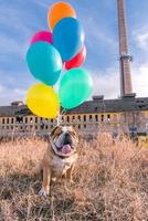 Hund mit Luftballons foto