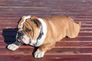 Englisch Bulldogge Welpe foto