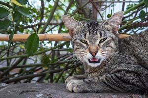 glücklich Katze mit öffnen Mund und Zunge aus foto