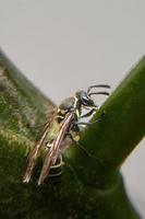 Wespe sitzt auf ein Pflanze Stengel. foto