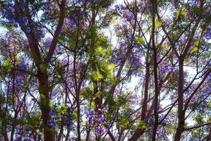 Hintergrund Palisander Baum mit lila Blumen gegen Blau Mimosifolia foto