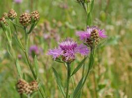 flauschig blühende Wildblumenkornblumen auf einer grünen Wiese foto