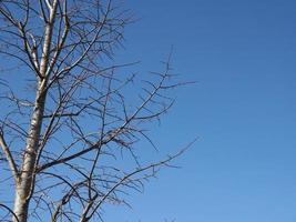 Baum Kofferraum Über Blau Himmel foto
