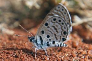 Topas Babul blauer Schmetterling foto