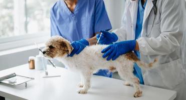 zwei Ärzte sind Prüfung ihn. Veterinär Medizin Konzept. shih tzu Hund im Veterinär Klinik. foto