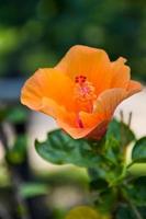 Orange Hibiskus Blühen und Sonnenlicht im Bangkok Garten Thailand foto