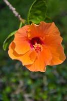 Orange Hibiskus Blühen und Sonnenlicht im Garten foto