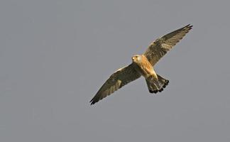 Turmfalke - Falco Naumanni, Kreta foto