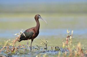 glänzender ibis - plegadis falcinellus, kreta foto