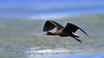 glänzender ibis - plegadis falcinellus, kreta foto
