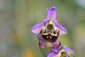 Blume von Ophrys Episcopalis, Griechenland foto