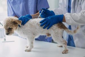 Tierarzt Prüfung Hund und Katze. Hündchen und Kätzchen beim Tierarzt Arzt. Tier Klinik. Haustier prüfen oben und Impfung. Gesundheit Pflege. foto