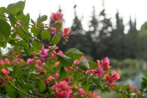 rosa Bougainvillea blüht mit einem unscharfen grünen Hintergrund foto